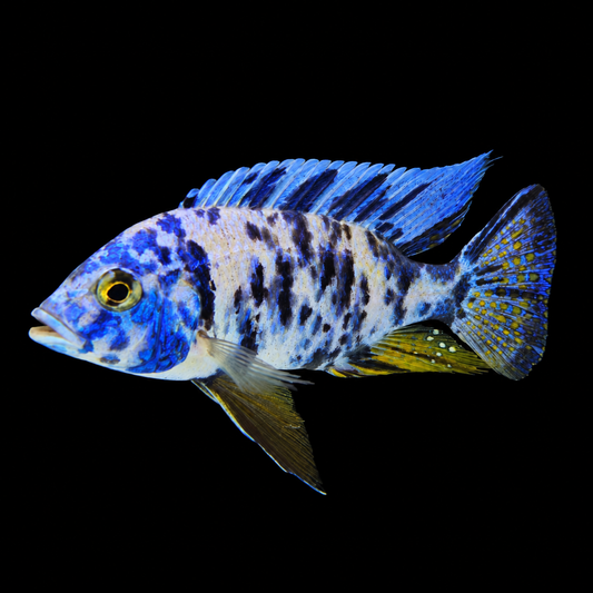 OB Azureus