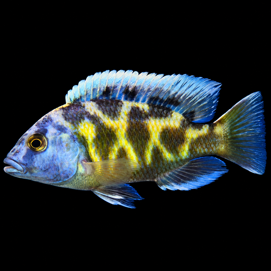 Venustus