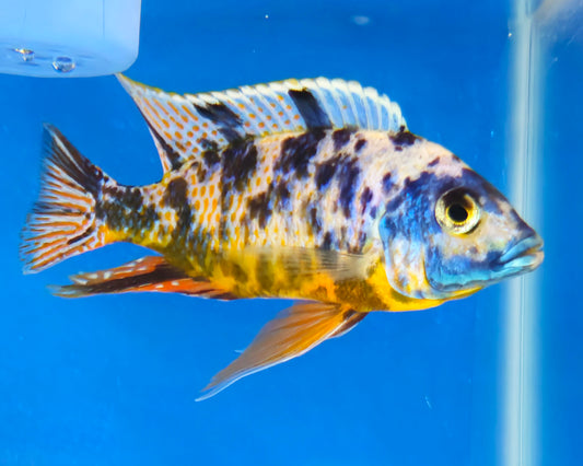 OB Blue Gold Hap