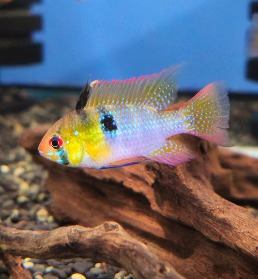 German Blue Ram