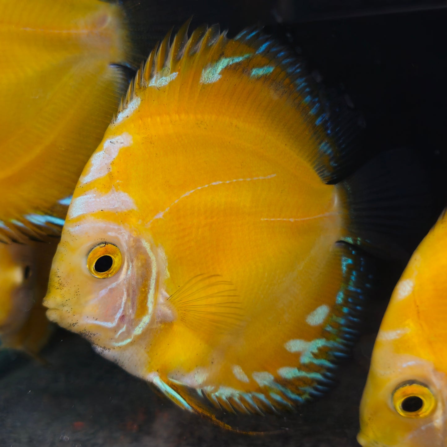 Yellow Checkered Board Discus