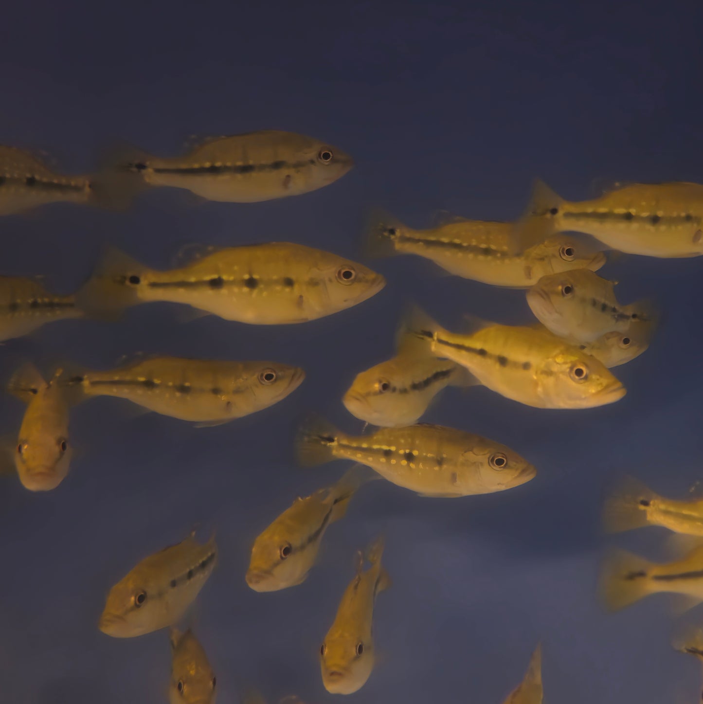 Shortbody Fogo peacock bass