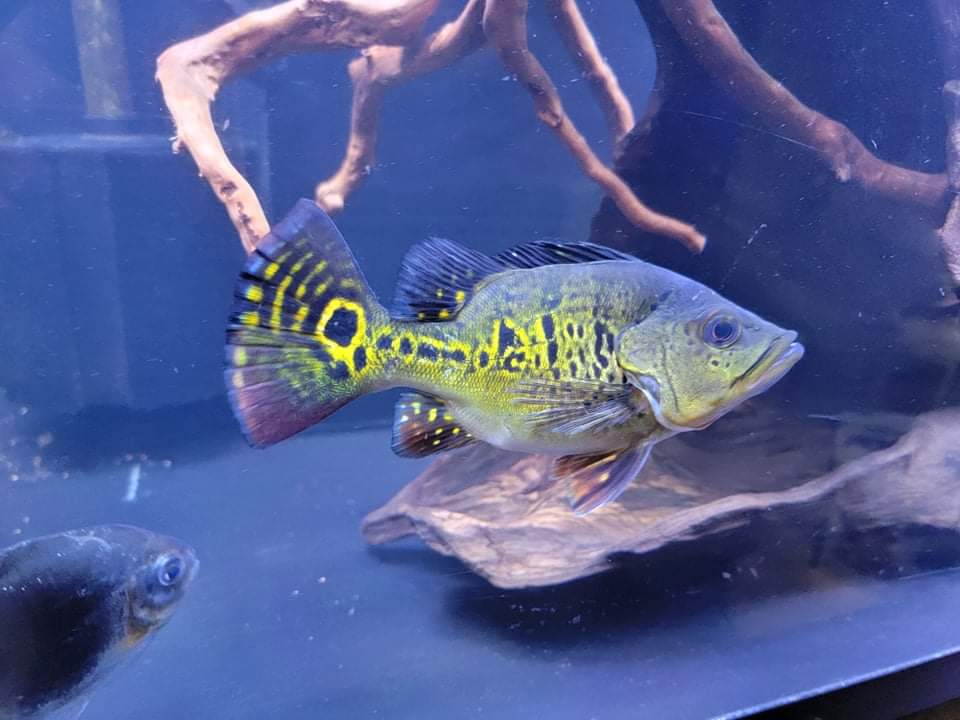 Shortbody Kelberi 24K Peacock Bass