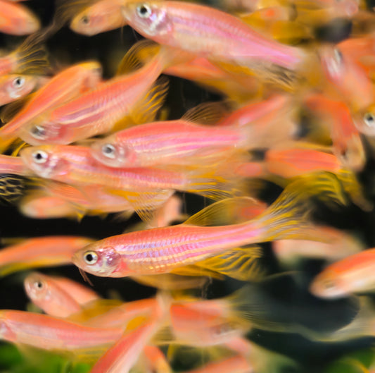 Longfin Pink Zebra Danio