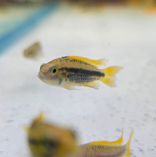 Mega Orange Apistogramma