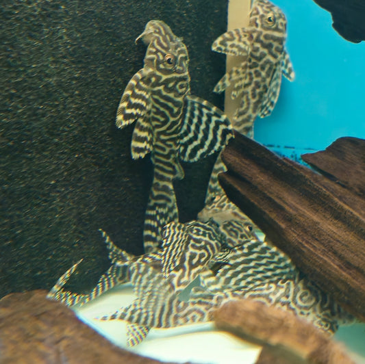 King Tiger Pleco L333