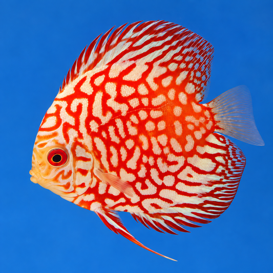 Red Pigeon Blood Discus