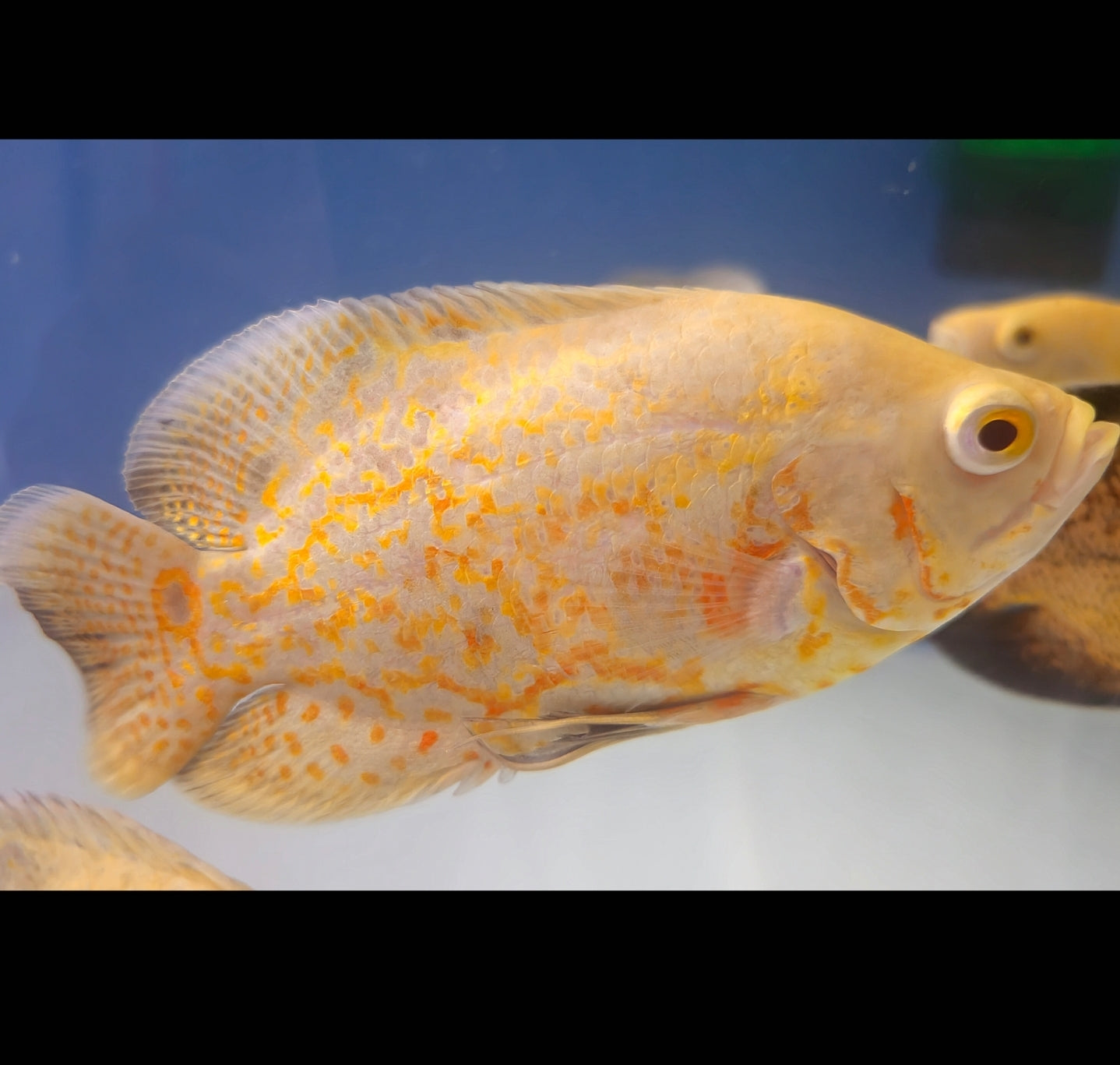 Albino Red Tiger Oscar