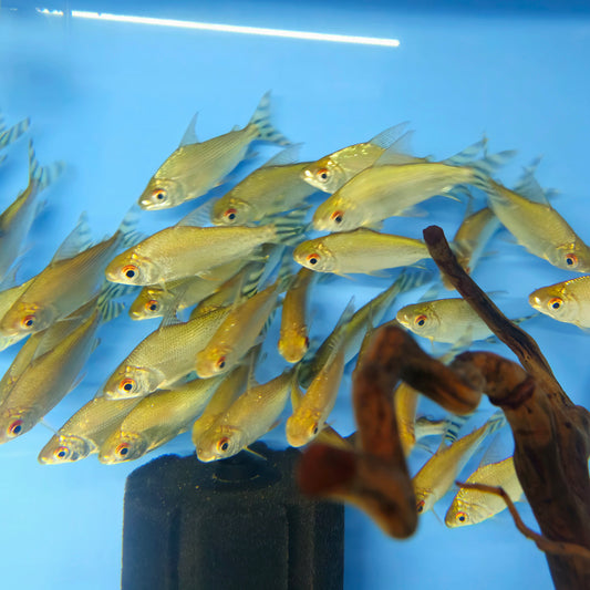 Yellow Flagtail