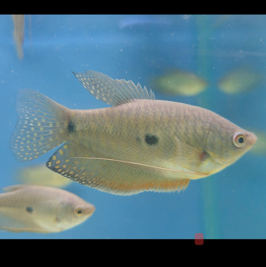 Blue Gourami
