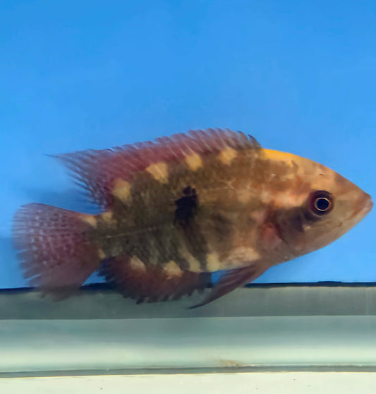 Chocolate Cichlid