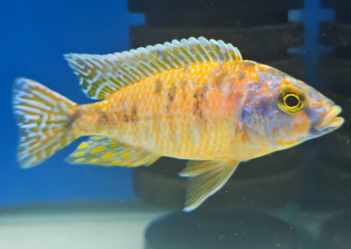 OB Peacock (Orange)