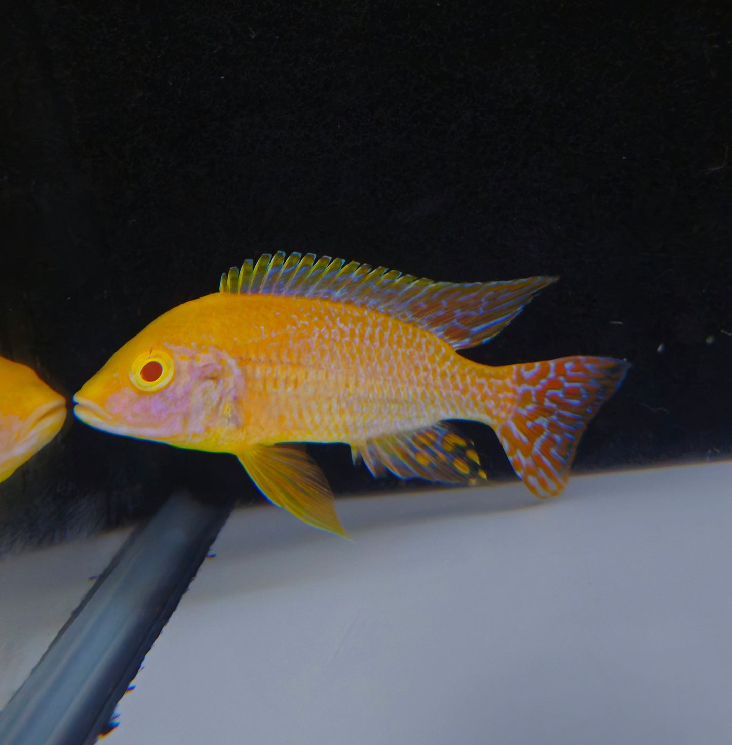Albino Safran