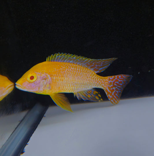 Albino Safran