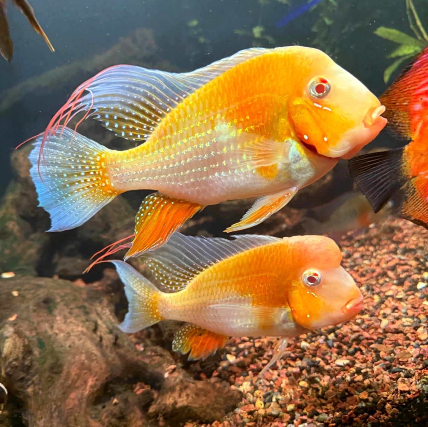 Albino Heckelii
