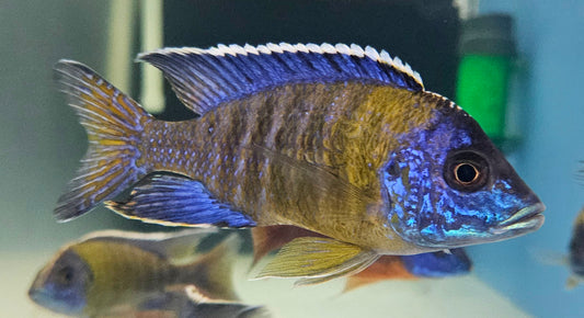Blue Neon Peacock