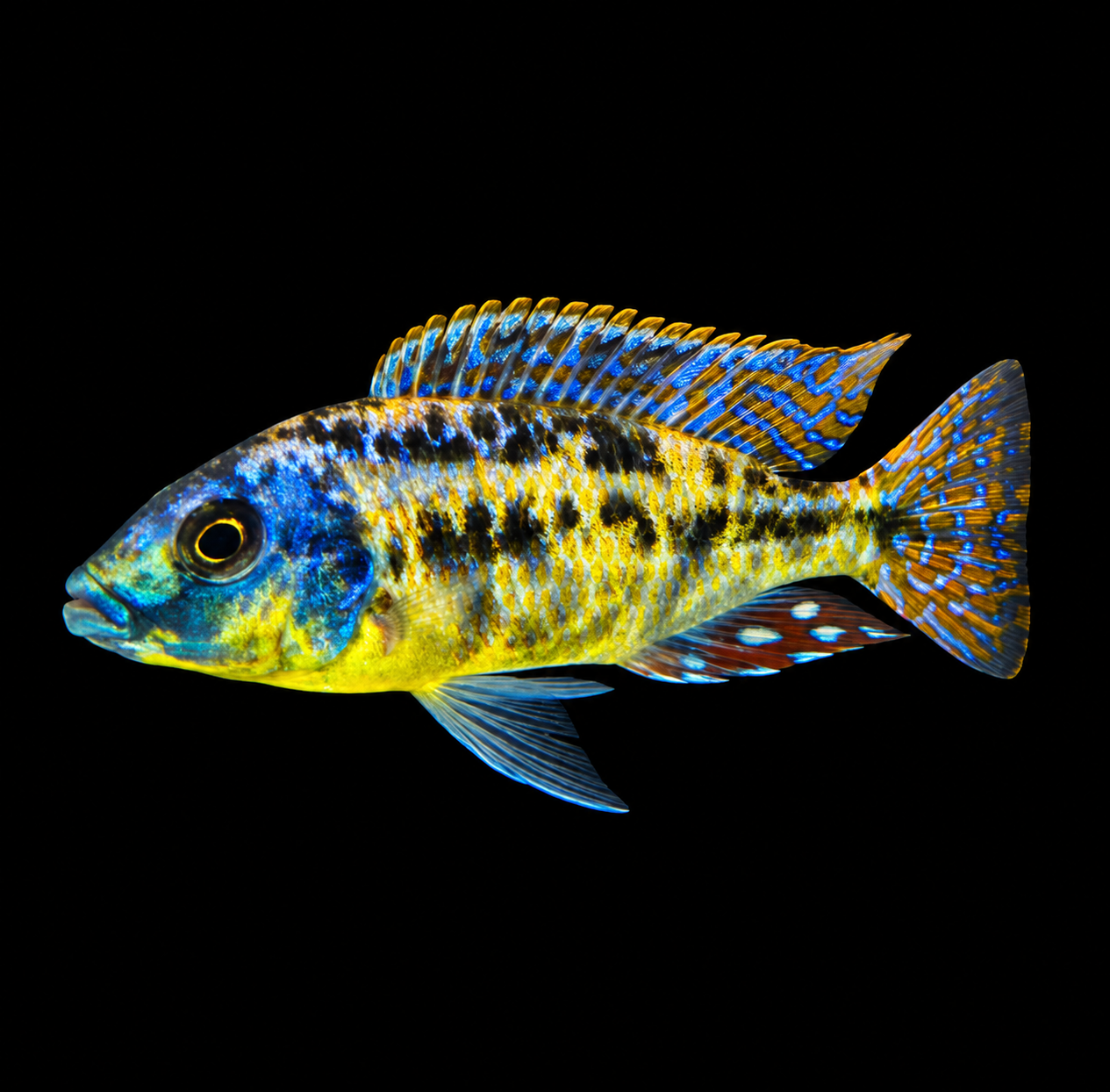 OB Euchillus