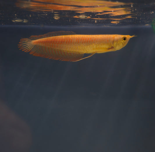 Albino Arowana