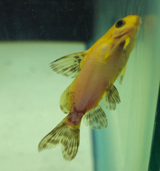 Synodontis Nigrita Yellow