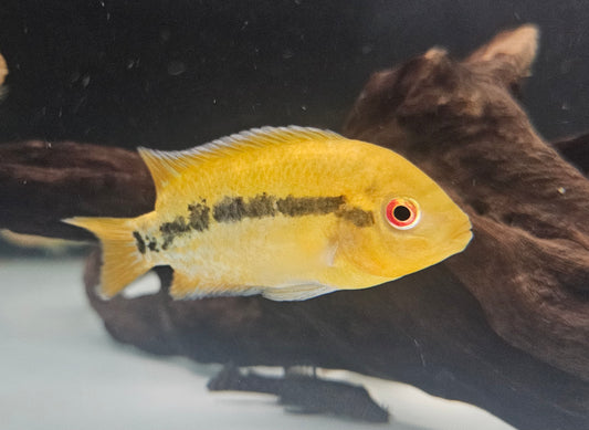 Rainbow Cichlid