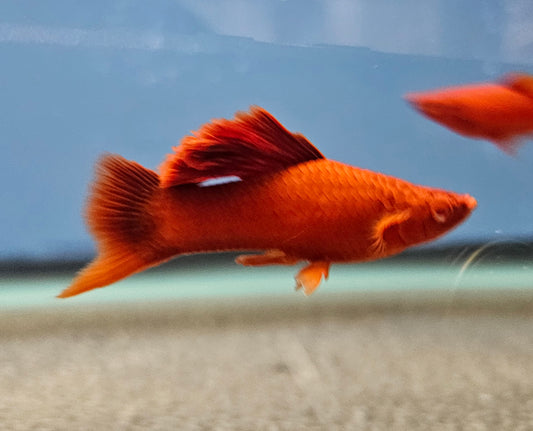 Cauliflower Swordtail