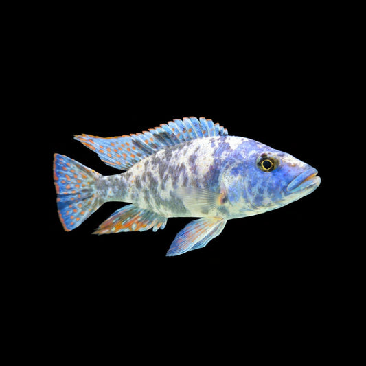 OB Livingstoni