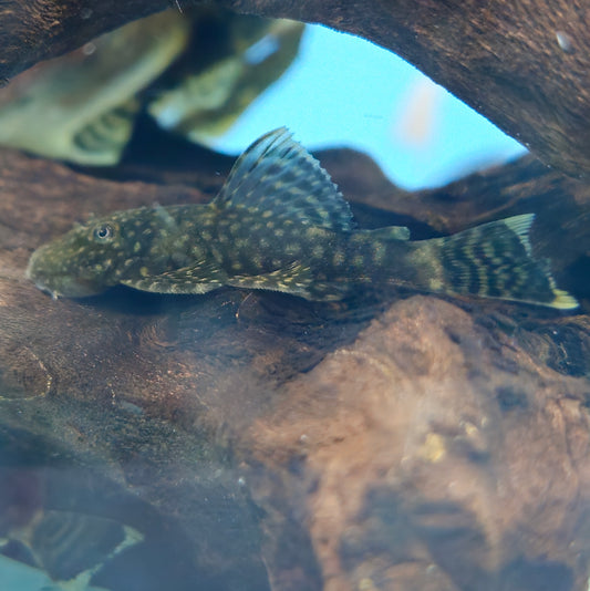 Common Bristlenose