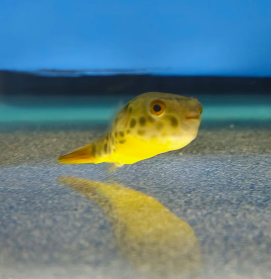 Spotted Congo Puffer