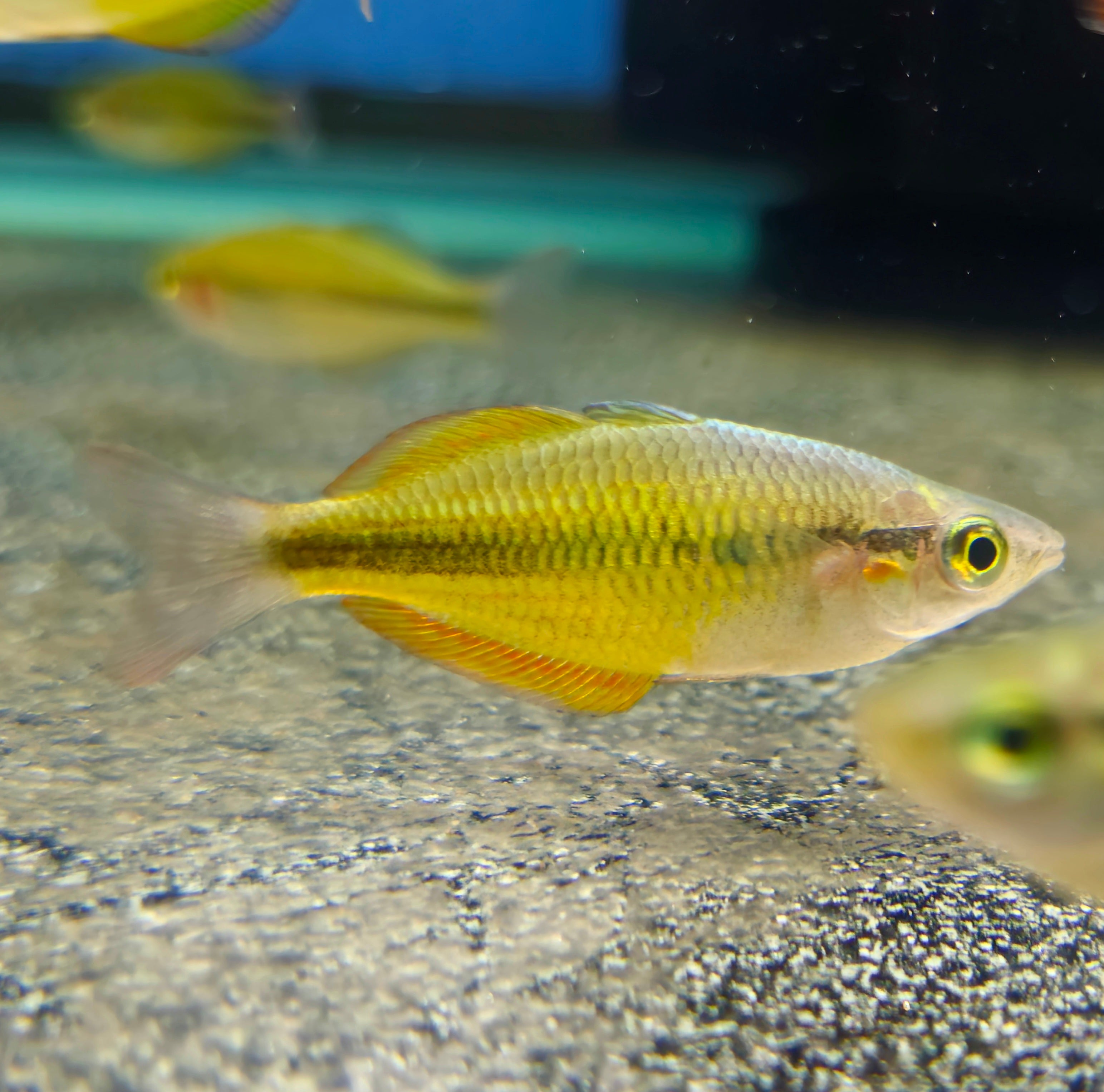 Yellow Rainbowfish – Global Exoticquatics