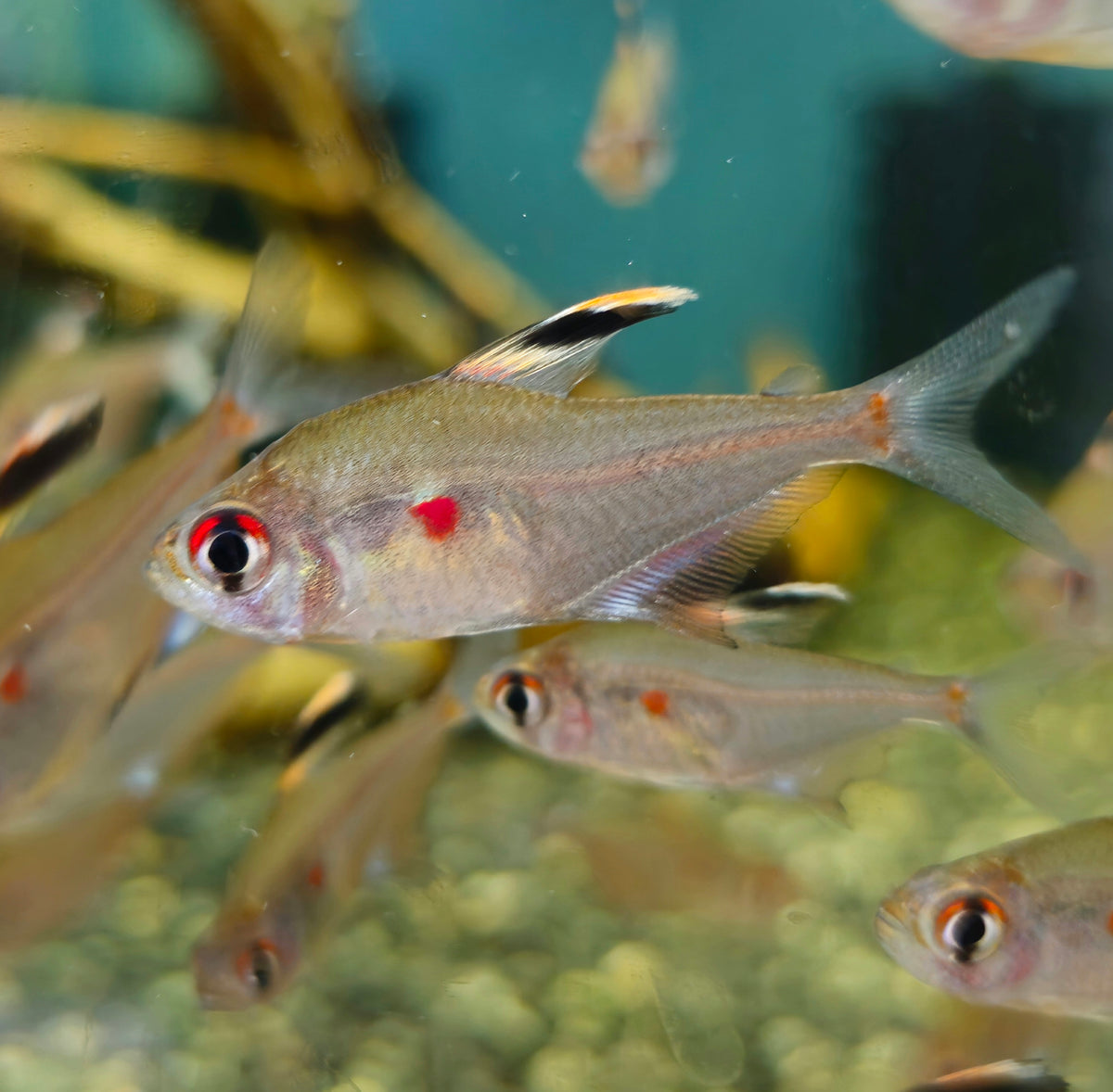 Bleeding Heart Tetra