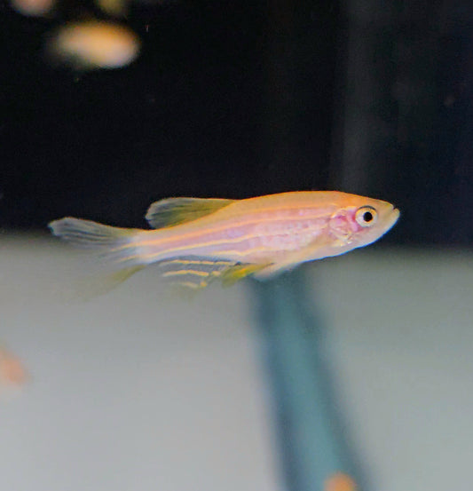 LongFin Gold Danio