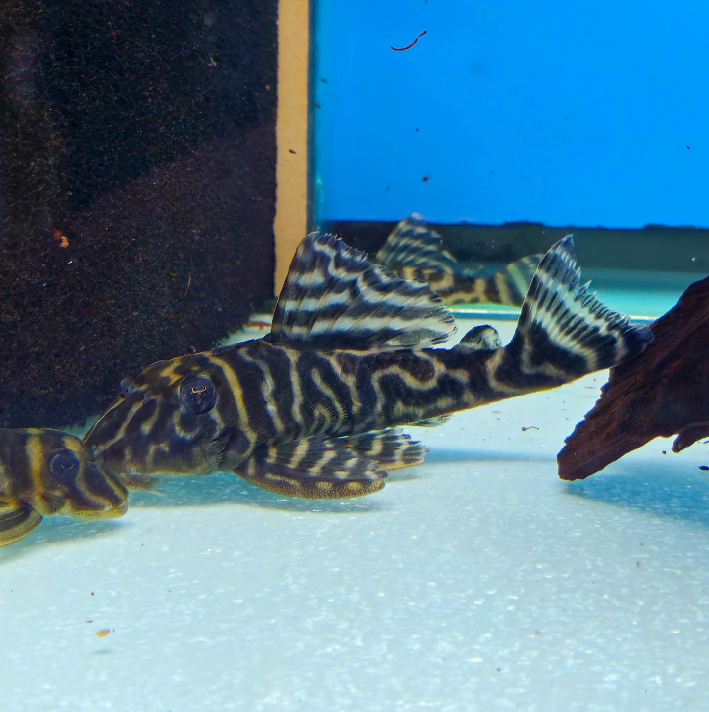 L199 Yellow Zebra Pleco