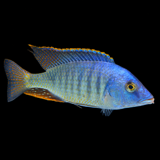 Nova Blue Longnose