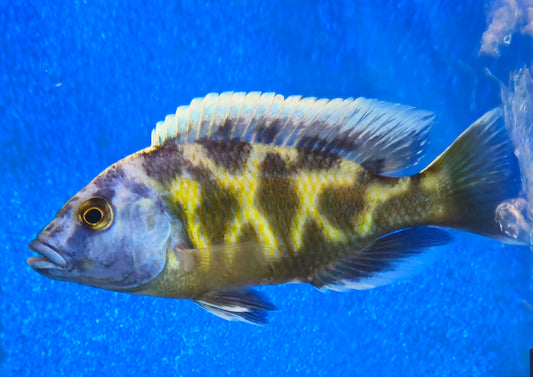 Venustus