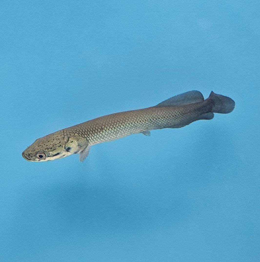 Predator/Monster Fish – Global Exoticquatics