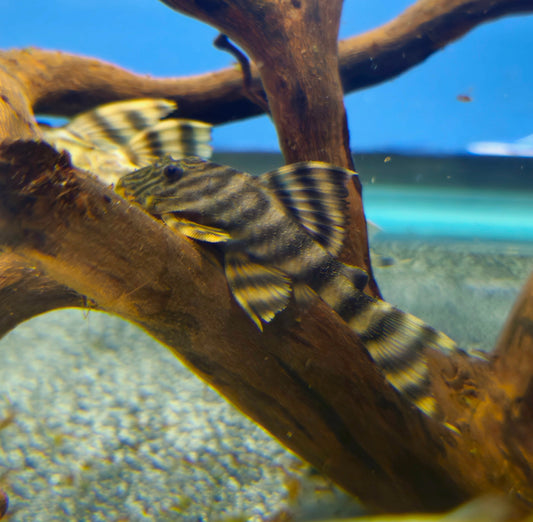 L002 Tiger Pleco