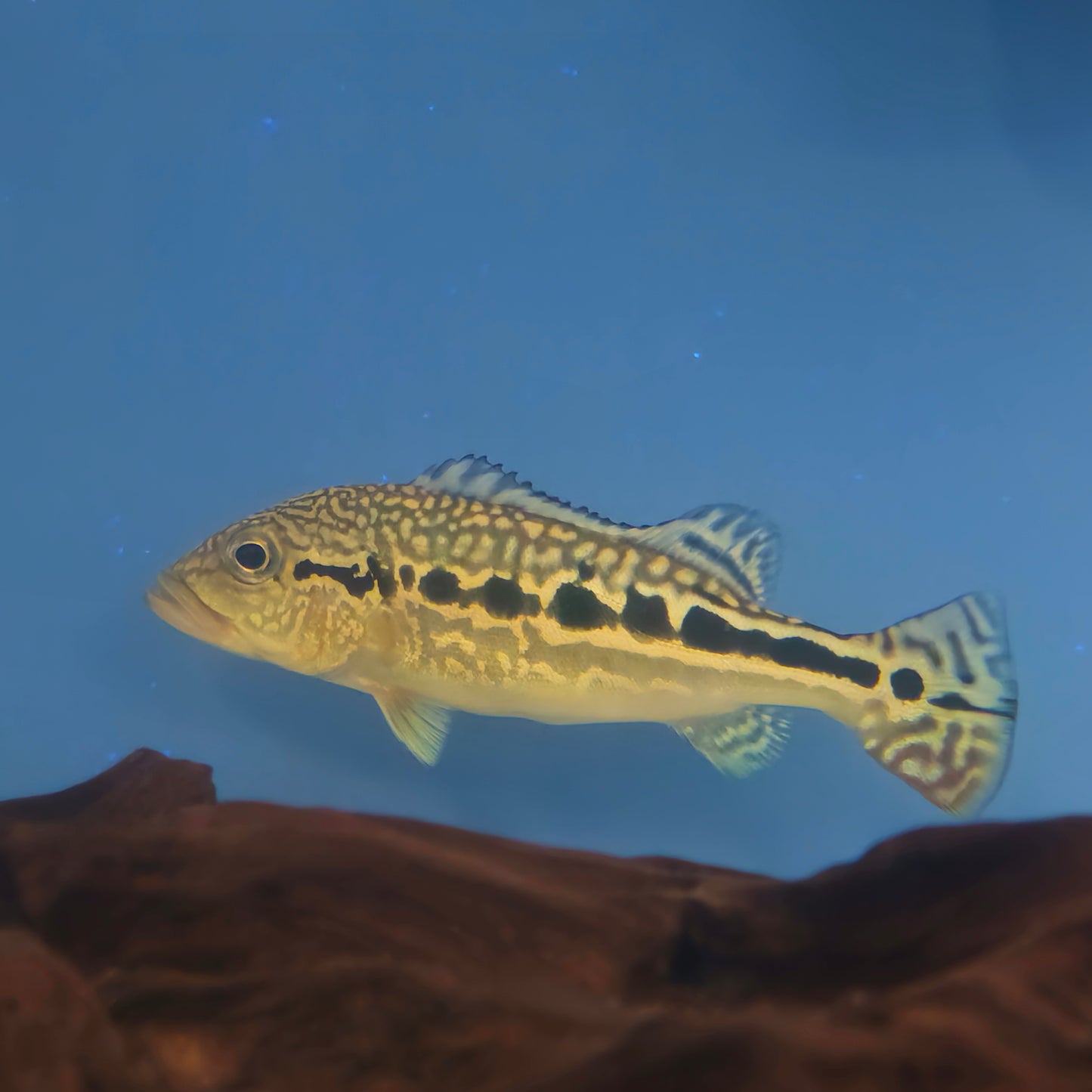 Royal Snakeskin Peacock Bass