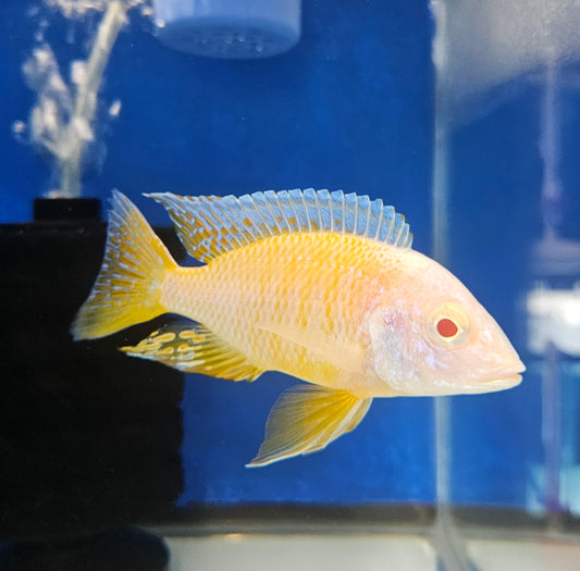 Albino Roberti
