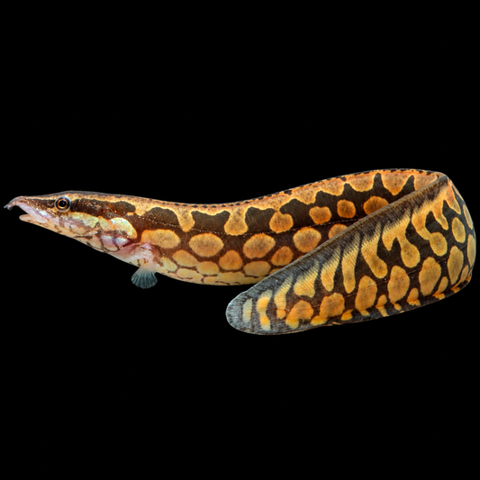 Tire Track Eel