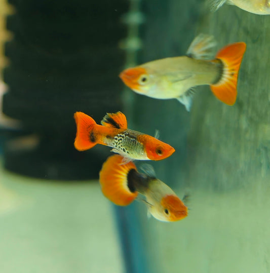 Cobra Koi Guppy