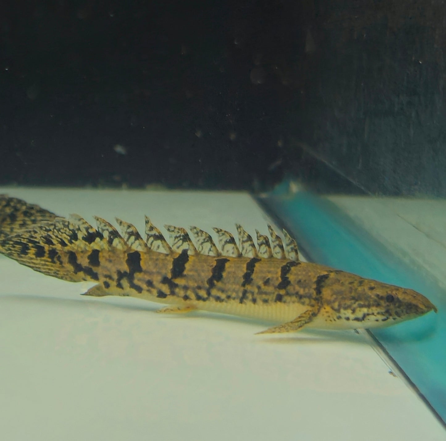 Delhezi Bichir