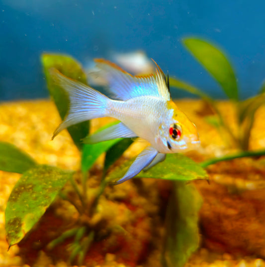Electric Blue Ram