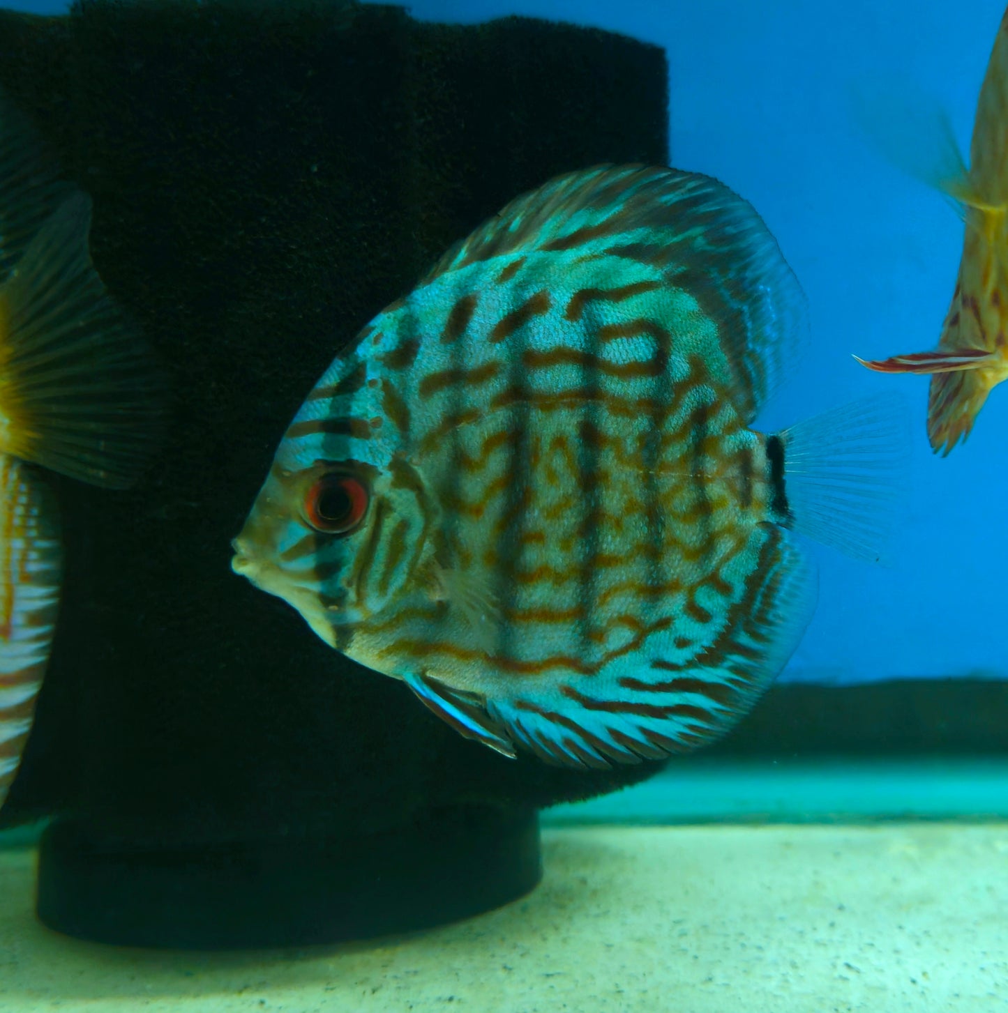Blue Turquoise Discus