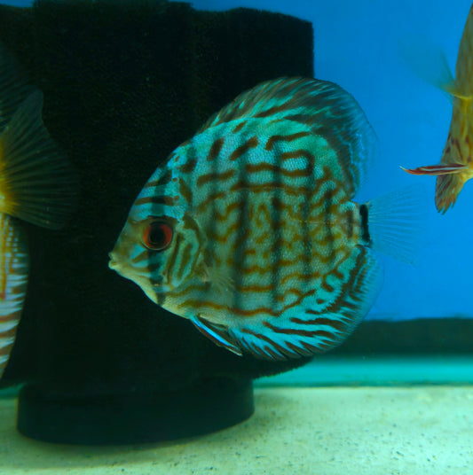 Blue Turquoise Discus