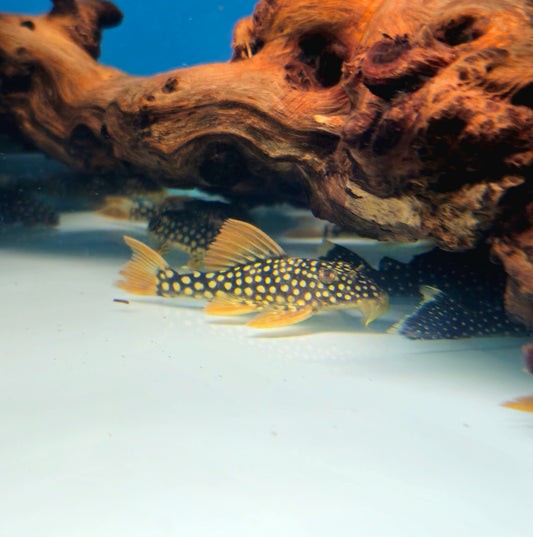 L014 Sunshine Pleco
