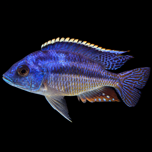 Blue Empress