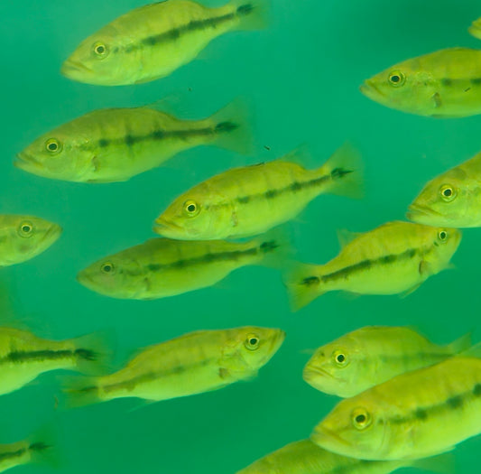 Shortbody Fogo peacock bass