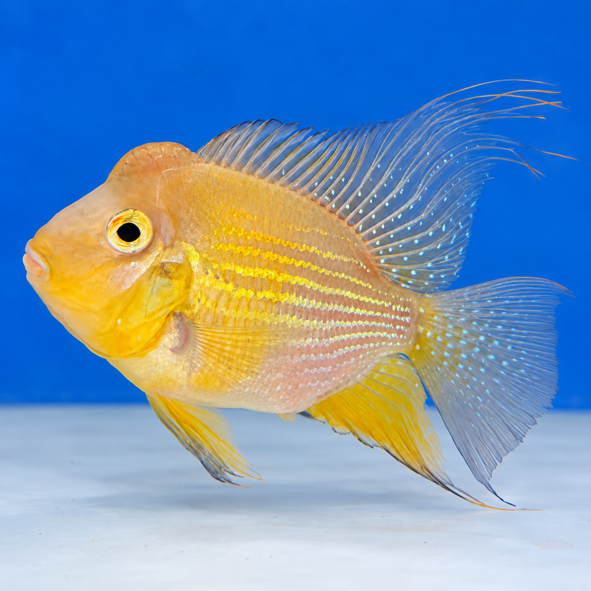 ShortBody Threadfin Acara