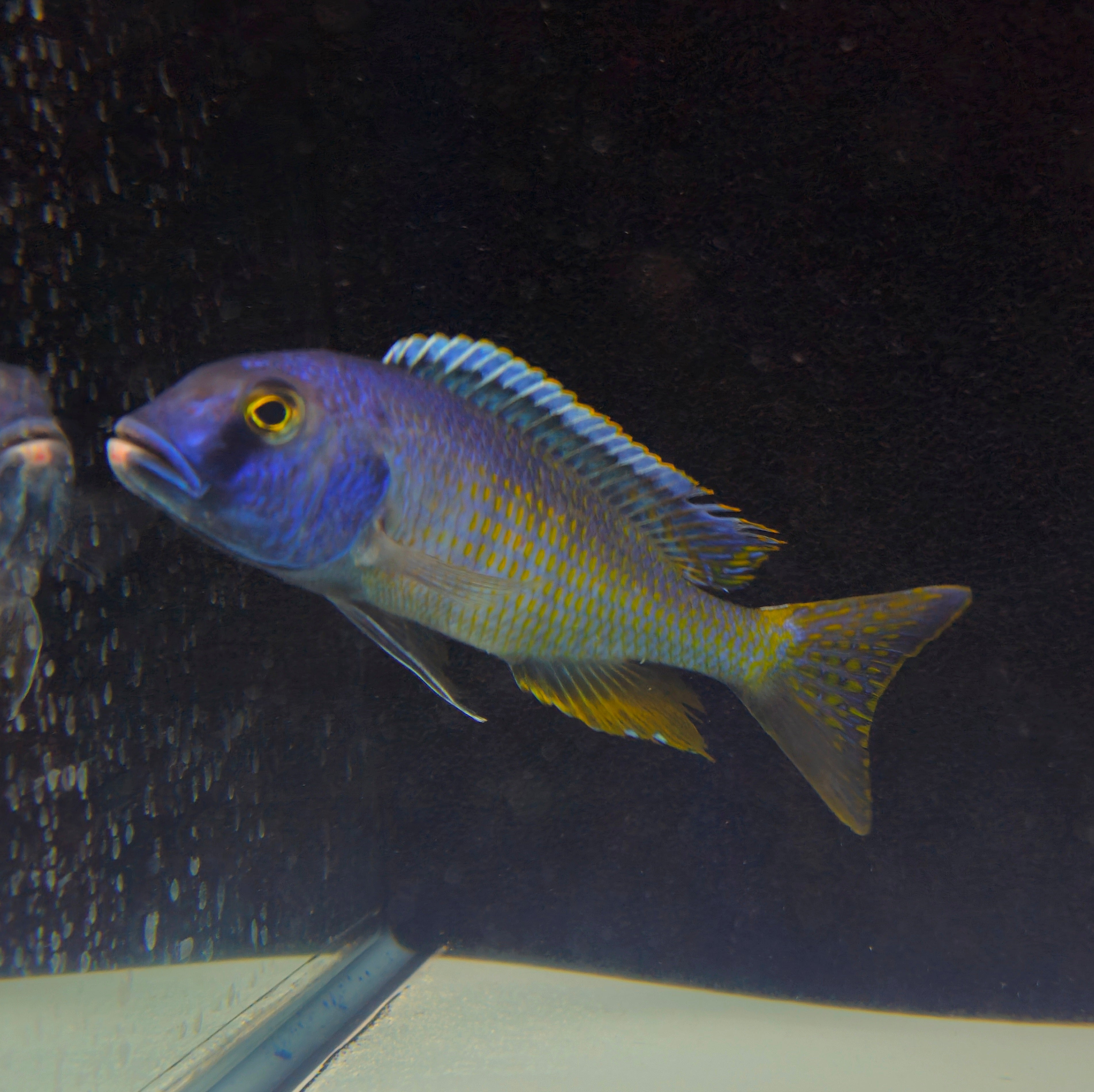 Bucco Spectabilis – Global Exoticquatics