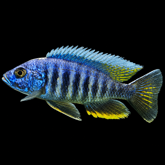 Electric Blue Hap